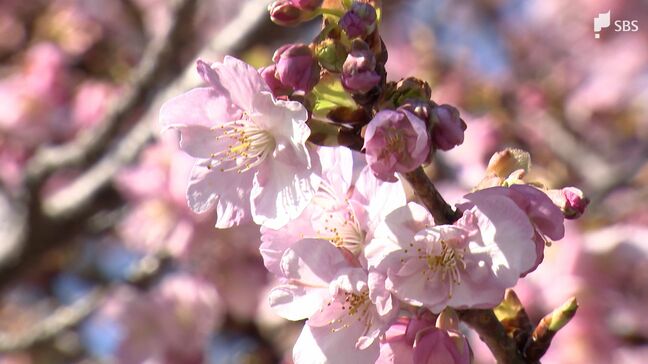河津桜まつり会場で進む渋滞対策 実行委員会運営の駐車場料金を休日2000円に=静岡・河津町|TBS NEWS DIG