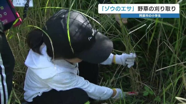 ゾウのエサとなる「ススキ」などの野草　小学生が刈り取ってプレゼント　あす3日、熊本市動植物園へ|TBS NEWS DIG