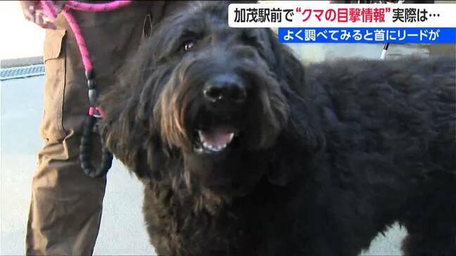 駅前で『クマ騒動』警察も見間違い「いゃ～、ホッとしました！」と加茂市も“訂正情報” よくよく調べてみると首にリードが…　新潟県|TBS NEWS DIG