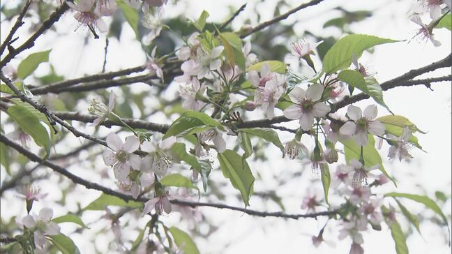 冬に咲く桜「ヒマラヤザクラ」が見頃 モミジとのコントラストも楽しめる 愛知・豊橋市の普門寺|TBS NEWS DIG