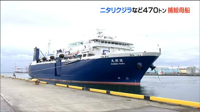 北海道沖で470ｔ“ニタリクジラ”など101頭積み込み入港「テニスコート4面分」の船内加工場で新鮮さ保つ　仙台港|TBS NEWS DIG