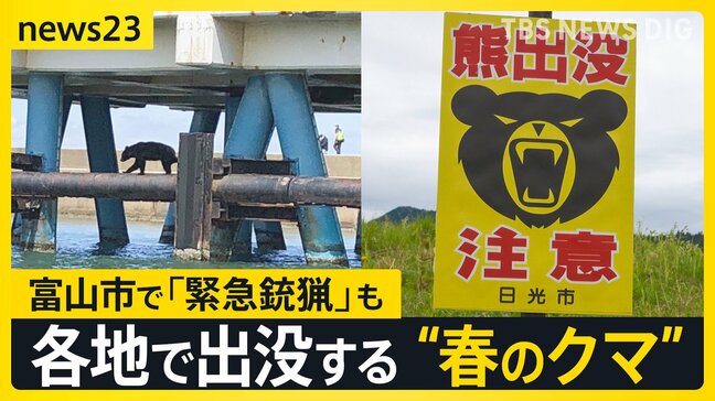 GWも警戒を！各地で出没する“春のクマ” …約1.5m・86kgの個体「緊急銃猟」も　京都や日光などの観光地では「クマ対策」迫られる【news23】|TBS NEWS DIG