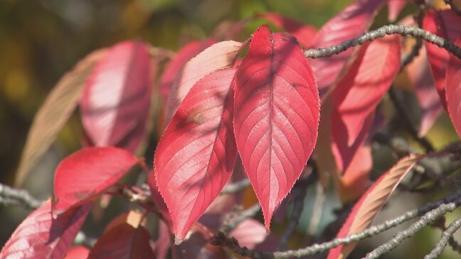 秋深まり紅葉の季節　サクラも紅葉　鳥取市のサクラの名所|TBS NEWS DIG