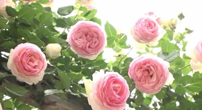 850種3000株が満開に！中野市一本木公園のバラまつり　長野|TBS NEWS DIG