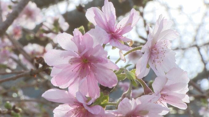 春と秋に咲くサクラ　淡いピンク色の花ジュウガツザクラ咲く　山口・萩　|　山口のニュース・天気・防災｜tys NEWS｜ｔｙｓテレビ山口