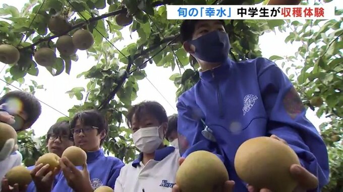 「自分もつくりたい」今が旬の呉羽梨　地元の中学生が収穫体験　富山　|　富山のニュース｜天気・防災｜チューリップテレビ