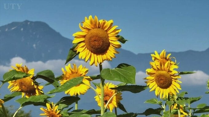 ハイジの村で７万本のヒマワリが見頃を迎える　山梨・北杜市|TBS NEWS DIG