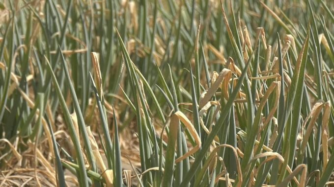 ７５０キロ分の畑が全滅「今回みたいなのは初めて」猛暑と水不足の影響が特産・白ネギに影響「萎凋病」も蔓延…極度の乾燥が要因　鳥取・米子市|TBS NEWS DIG
