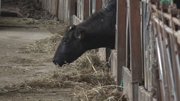 断水で命を落とした牛たち「地震さえなければ…」能登牛の生産者が苦渋の決断　|　石川県のニュース｜MRO北陸放送