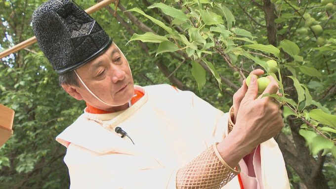 参拝者への梅干しや梅酒に　大分県護国神社で梅の収穫祭　　　|　大分のニュース｜OBS NEWS｜大分放送