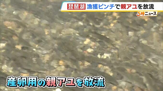 琵琶湖の「アユ不漁」改善なるか…産卵用の親アユの放流が始まる　滋賀県高島市　３年連続で例年より多い量を放流|TBS NEWS DIG
