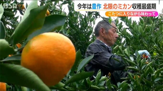 「こたつミカンが一番」例年より甘く酸味ほんのり『北限のミカン』収穫最盛期　新潟・佐渡市　|　新潟のニュース・天気｜BSN NEWS｜BSN新潟放送