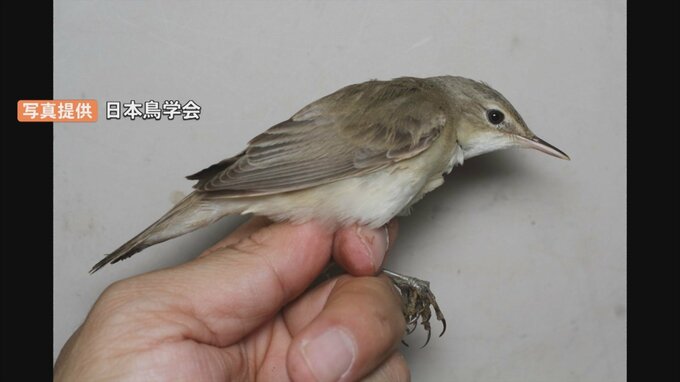 珍鳥「ヨーロッパヨシキリ」日本国内で初確認　アフリカで越冬するはずが、なぜか鳥取に　|　BSSニュース | BSS山陰放送