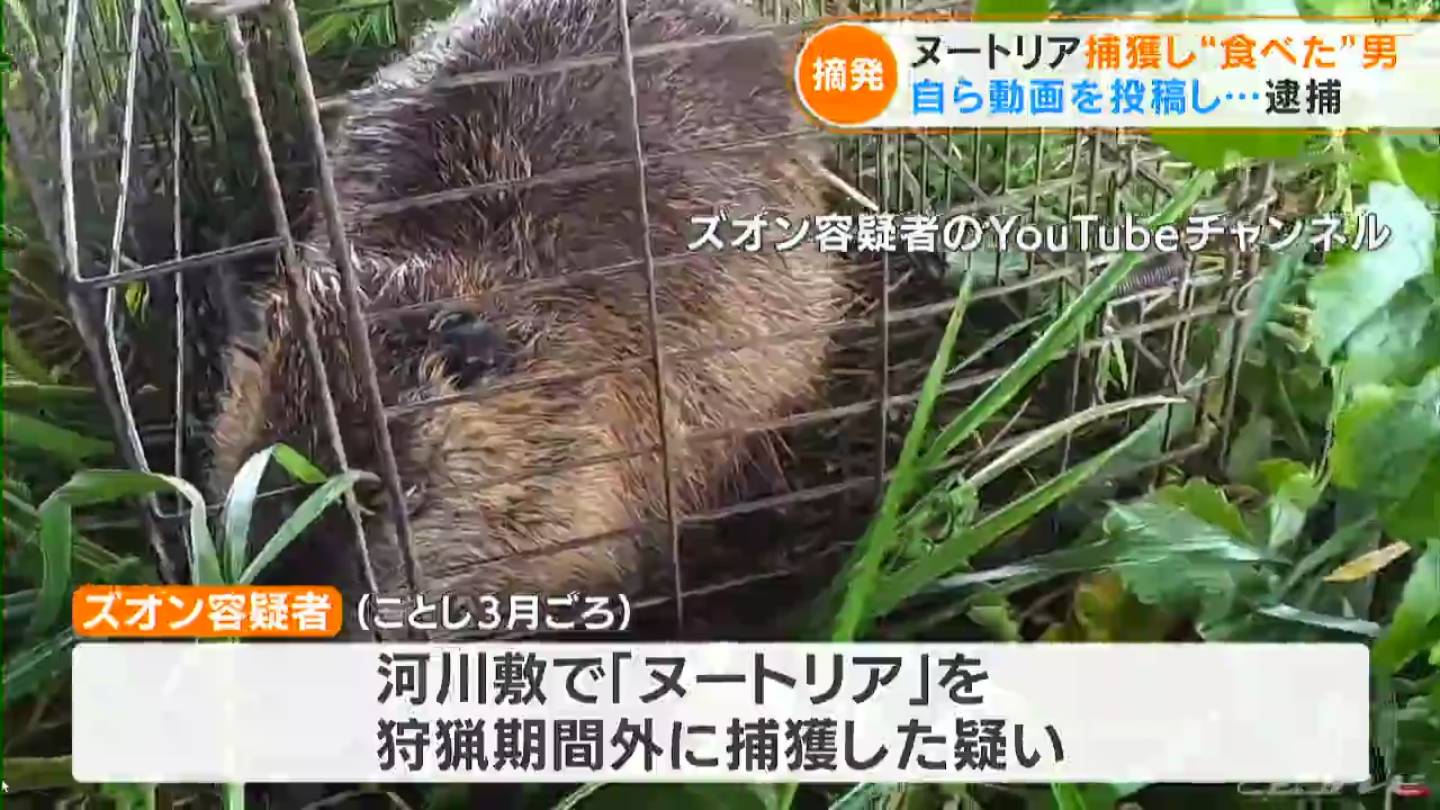 ヌートリアを 食べた 男 なぜ逮捕された 捕獲して調理し食べる様子をyoutubeに投稿 それが決め手に 愛知 Tbs News Dig 1ページ
