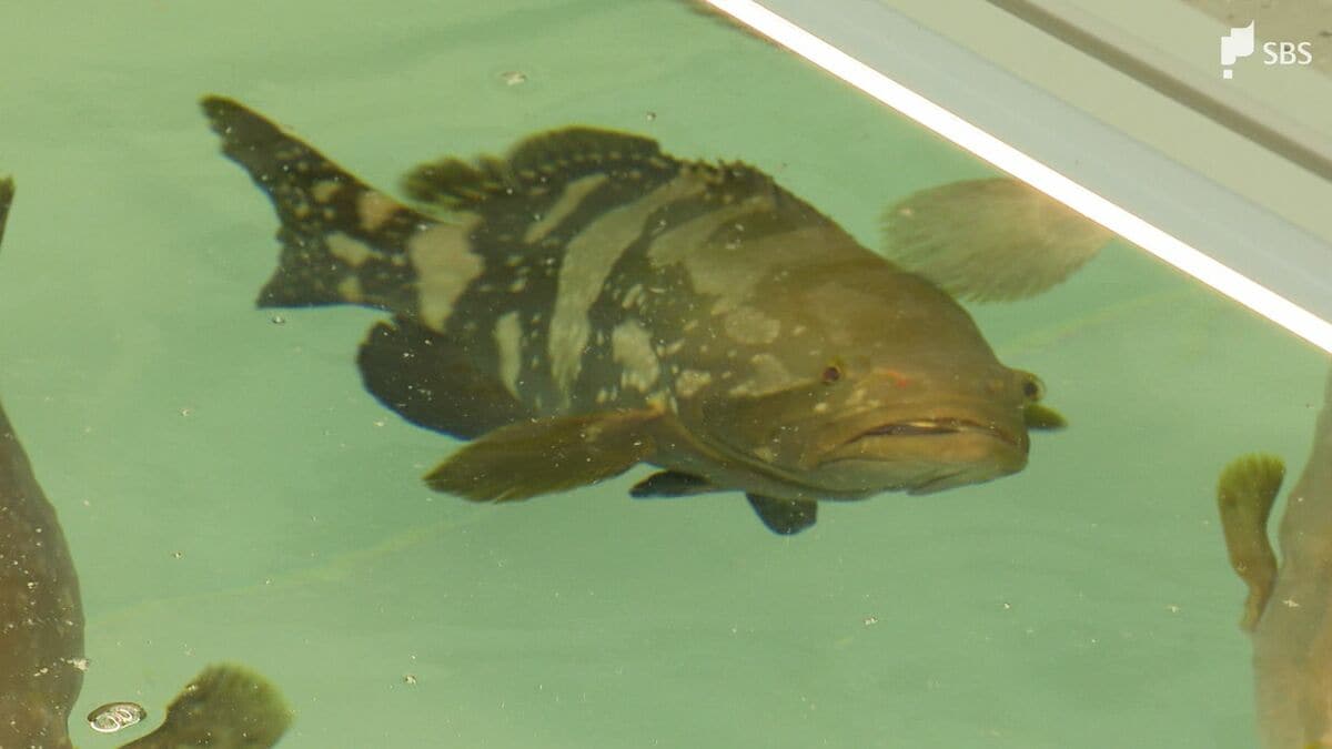 “幻の高級魚”クエの味を1年で出荷!「クエタマ」養殖を静岡ガスが本格始動 寿司職人も「クエに近い」と太鼓判 =静岡 | TBS NEWS DIG