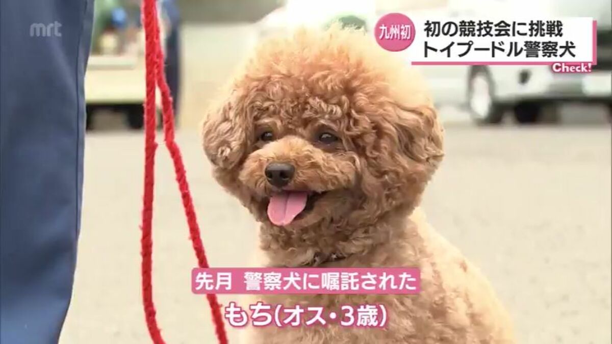 トイプードルのもちくんは 警察犬 初の競技会に密着 Mrtニュース ｍｒｔ宮崎放送