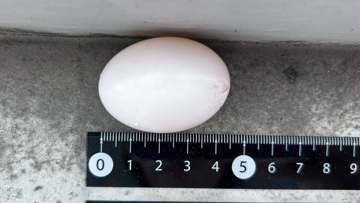 鳩 の 卵