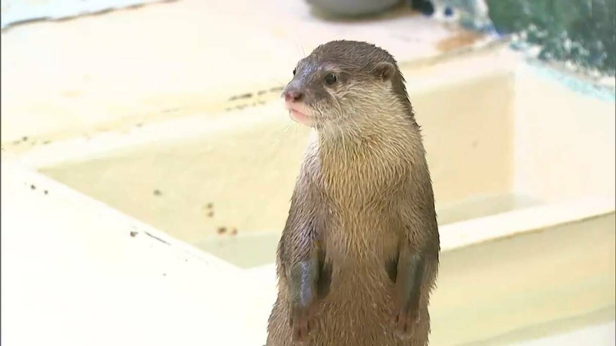 生後半年のコツメカワウソ赤ちゃん3匹 新屋島水族館で一般公開 活発に