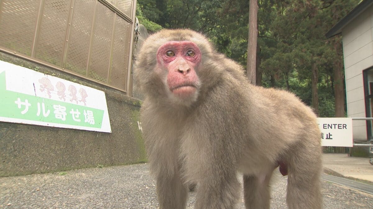 新リーダーは還暦オスザルのナルト「頭の毛が渦巻いててかわいい」高崎山2年ぶり就任式　大分