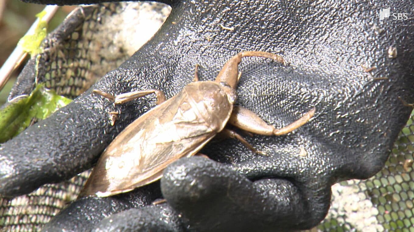 「自然にまなざしを向けて守る」今や絶滅の危機に…水生昆虫の王者「タガメ」の