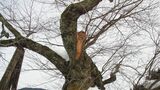 樹齢570年「尾所(おそ)の桜」枝8メートルが折れる “最強寒波”の影響か【岡山・津山市】|TBS NEWS DIG