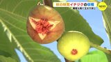 秋の味覚　イチジク「蓬莱柿」の収穫　糖度も高く玉太り良し（広島･江田島）　|　RCC NEWS | 広島ニュース | RCC中国放送