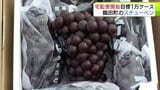 「果汁の甘さ楽しんで」青森県鶴田町が栽培面積・生産量日本一を誇る特産品のブドウ『スチューベン』 日本全国に届ける宅配便の第一便が出発 粒は小さいながらも糖度が上がって甘み詰まった出来|TBS NEWS DIG