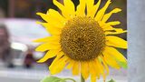 “真冬の街中”に凛と開いた路傍の花一輪 “夏の代名詞”の「あの花」がなぜ? スタジオで調査報告【岡山】|TBS NEWS DIG