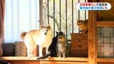 古民家暮らしの犬猫4きょうだい　“ほっこりする日常”を切り取ったフォトブックは鹿児島のPRにも『ももと天空の月』　|　鹿児島のニュース｜MBC NEWS｜南日本放送