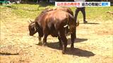 好天に恵まれ7月中旬の気温に 新潟県長岡市山古志地域では「牛の角突き」初場所に歓声|TBS NEWS DIG