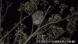 実はグルメな琉球列島固有種「ケナガネズミ」 季節で食べる餌の「硬さ」が変わる アマミノクロウサギは普通のウサギの5倍かけてゆっくり成長|TBS NEWS DIG