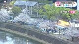 桜中継　甲突川河畔・鹿児島市　花見でにぎわう？　|　鹿児島のニュース｜MBC NEWS｜南日本放送