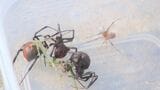 特定外来生物“セアカゴケグモ”公園に毒持つ雌の成体13匹…繁殖防ぐため緊急駆除　|　山口のニュース・天気・防災｜tys NEWS｜ｔｙｓテレビ山口