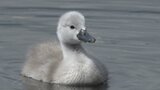 湖に今年も白鳥のヒナが誕生 愛らしい姿に癒される人も 山梨・山中湖 | 山梨のニュース | UTYテレビ山梨