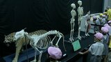 「骨」の役割ユニークに紹介　「Bones2　ほねほね運動会」いのちのたび博物館で19日から開催　福岡・北九州市　|　福岡のニュース｜RKB NEWS｜RKB毎日放送