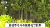 【動画】住宅地で目撃されたクマはその後神社へ 今も近くに潜んでいる可能性 市や警察が周囲を警戒(山形・鶴岡市) | 山形のニュース│TUYテレビユー山形