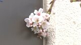 盛岡市に春の便り 病院敷地内のサクラ、一足早く咲く|TBS NEWS DIG