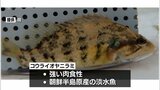 生息域拡大が懸念されている肉食性の外来魚「コウライオヤニラミ」　宮崎県が都城市内で生息調査　|　MRTニュース ｜ ＭＲＴ宮崎放送