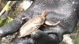 「自然にまなざしを向けて守る」今や絶滅の危機に…水生昆虫の王者「タガメ」の"最後の生息地"を守れ【現場から、】 | 静岡のニュース | SBSNEWS | 静岡放送