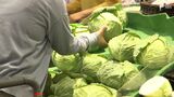 「悔しい…水に浸かり葉が病気に」キャベツ高騰 仕入れ値30〜40%上昇 記録的豪雨が影響 | 静岡のニュース | SBSNEWS | 静岡放送