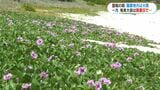 薄紫色のグンバイヒルガオ　奄美の海岸で可憐に揺れる…薩摩地方では雷雨も　鹿児島|TBS NEWS DIG