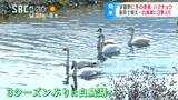 「おかえり…」安曇野に冬の使者ハクチョウが飛来…豪雨災害から復旧の白鳥湖で3季ぶりの越冬へ | SBC NEWS | 長野のニュース | SBC信越放送