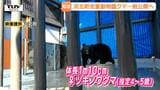 動物園にクマ!? 目的は「生態を知ってもらうこと」 児童動物園で始まるツキノワグマの一般公開 実際に近くで見てみると…(山形・河北町)|TBS NEWS DIG