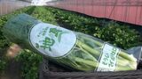「甘くて歯ごたえがある」総社市の特産品セロリの出荷始まる 品質にこだわって栽培【岡山】|TBS NEWS DIG