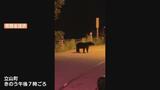 「どうしていいかわからず、動画を…」夜道を歩く親子グマ目撃 28歳女性 車で帰宅途中 “秋の行楽シーズンは特に注意して” 富山・立山町 | 富山のニュース|天気・防災|チューリップテレビ