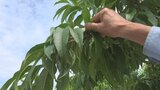 「どういう気持ちで人の物を盗っていくのか」モモ5000個盗難の農家は怒りと落胆|TBS NEWS DIG