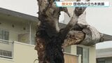 【不審火】団地内の立ち木が激しく炎上 札幌市白石区で木が焼ける 「外に出たら火柱が…」 放火の疑いで警察が捜査|TBS NEWS DIG