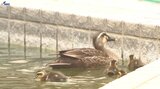 病院の中庭で今年もカルガモの赤ちゃん誕生 愛くるしい姿で患者や面会に訪れた人の心を癒す 盛岡市|TBS NEWS DIG