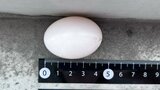ベランダで見つけた「ハトの卵」勝手に捨てたら法律違反!? 市役所に聞いて、正しく処理してみたら意外と… | 熊本のニュース|RKK NEWS|RKK熊本放送