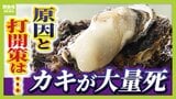【8~9割のカキが死んだ】冬の味覚がピンチ!瀬戸内海のカキに何が起きた?考えられる原因は「異常な高水温」「エサ不足」打開策はある?|TBS NEWS DIG